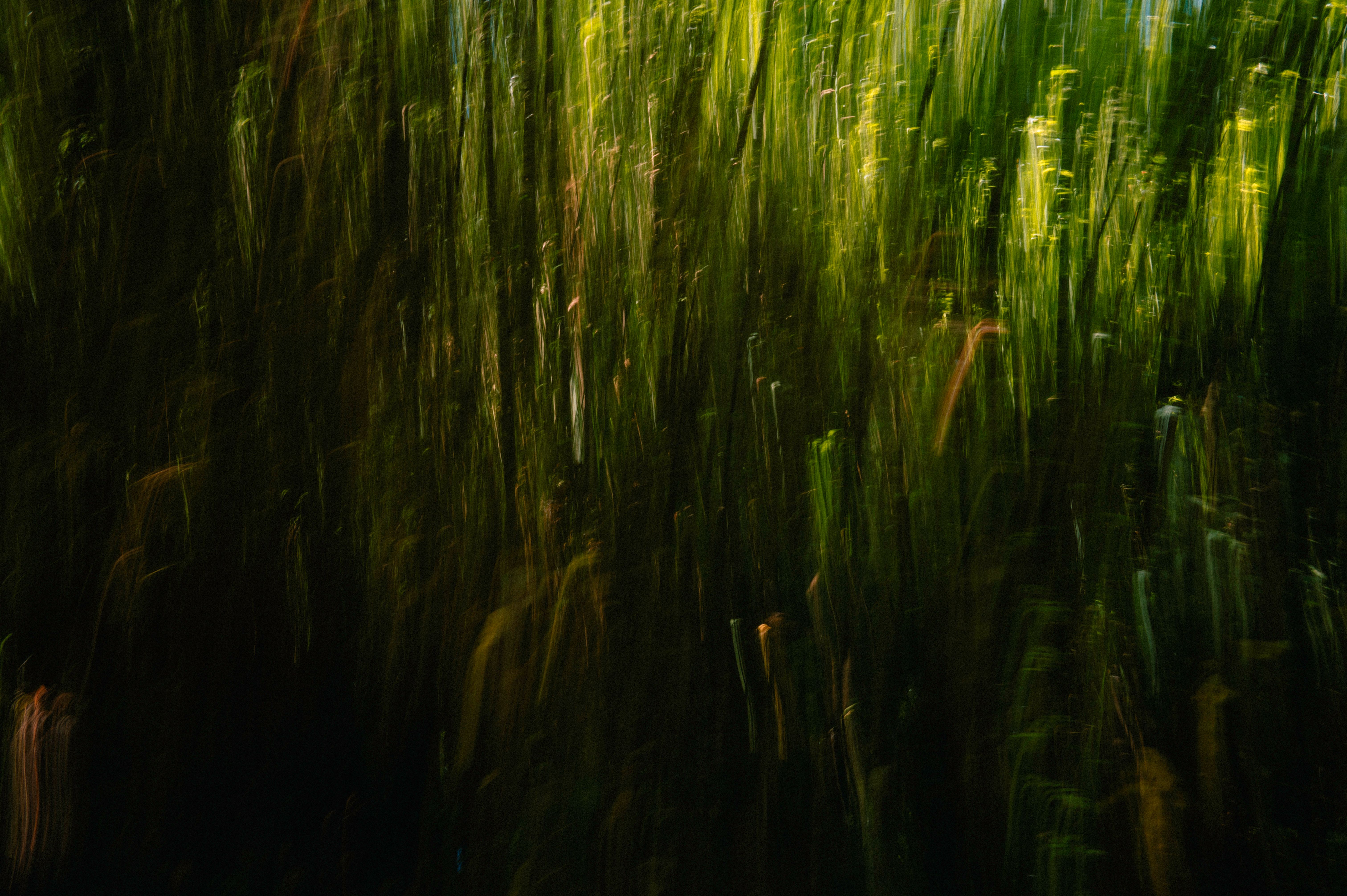 An artistic depiction of abstract vertical green light streaks creating a forest-like illusion.